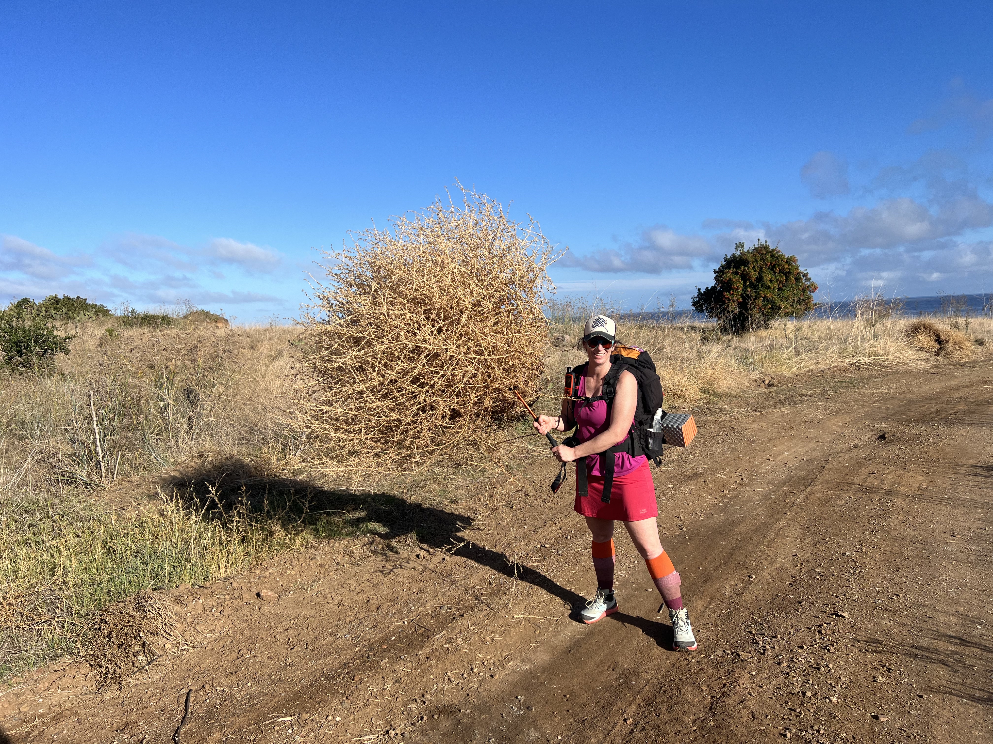 Tumbleweed on the Trans Catalina Trail