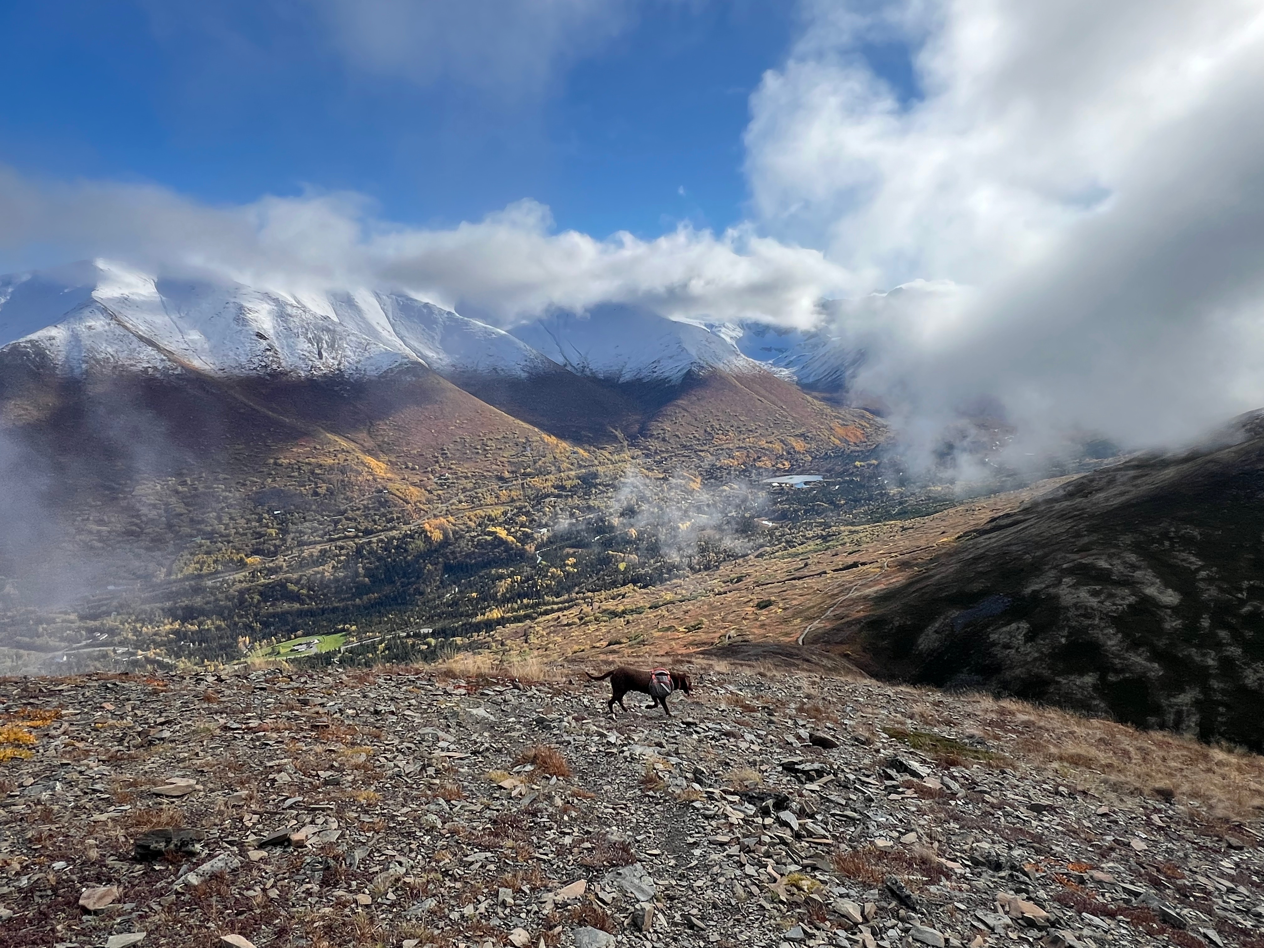 Clear, blue skies on the left of the photo, clouds on the right. A dog is walking down a hill towards a mountain pass. Snowcapped peaks on the far side of a valley dotted with homes and roads