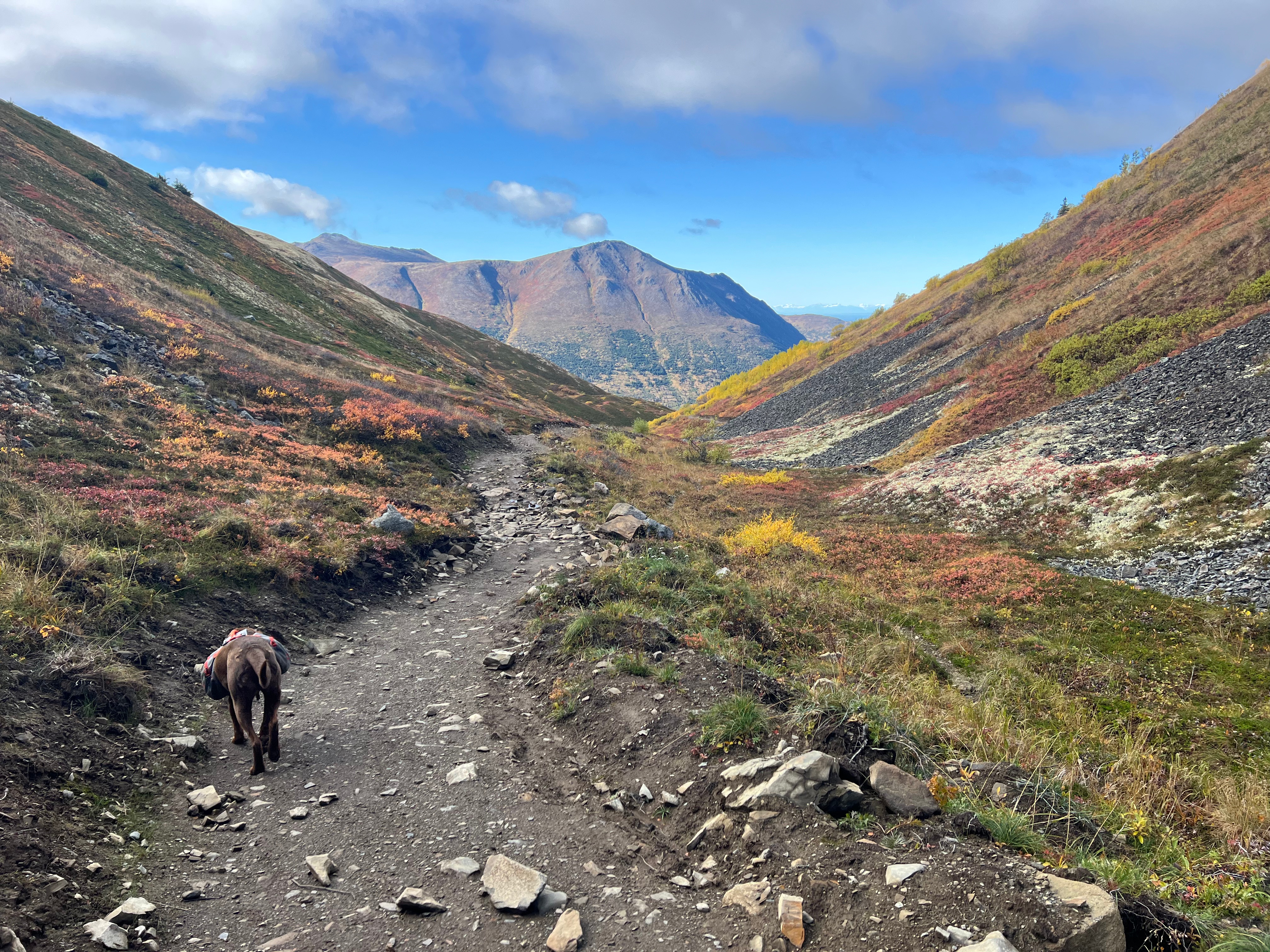 A dog walks on a rocky path between two mountains. Fall alpine foliage is on the slopes. Mountains are visible in the distance.