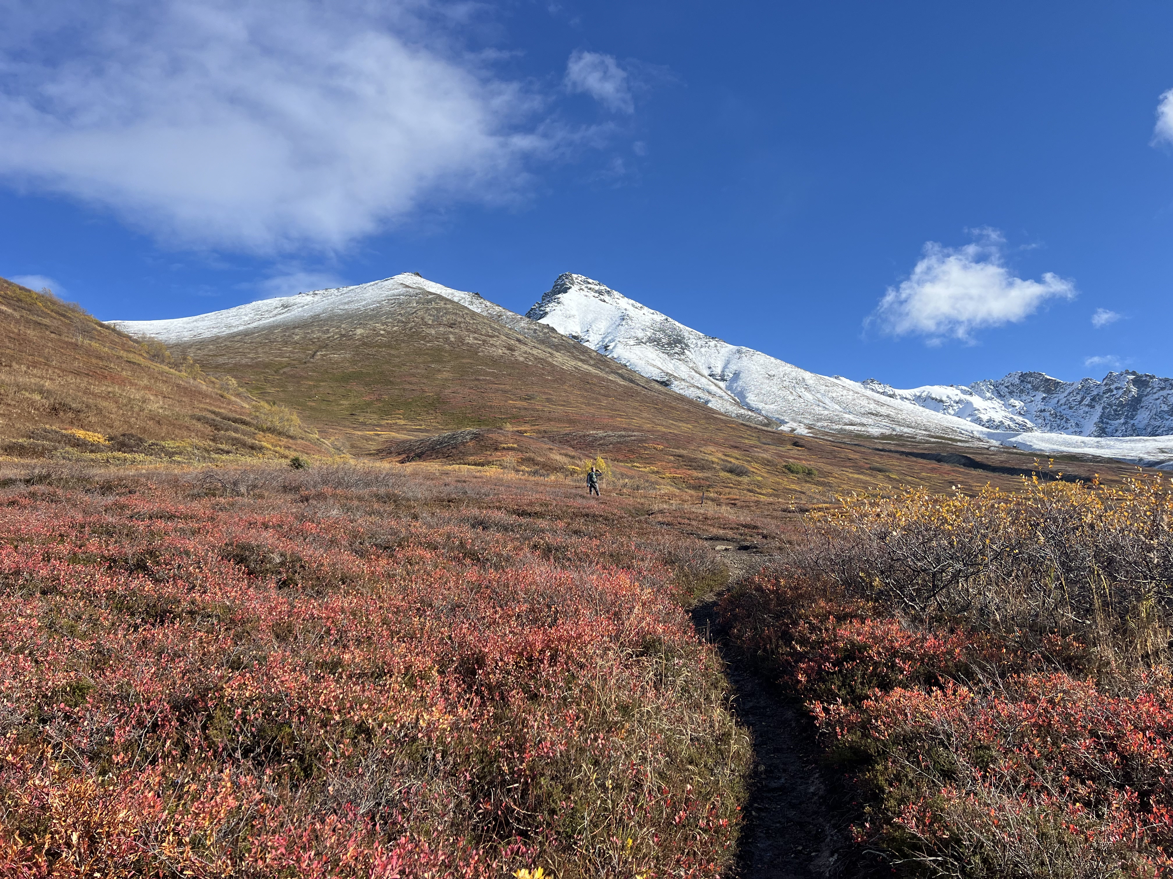 Jason standing in alpine terrain of red and yellow bushes taking a picture of snowy Matanuska Peak