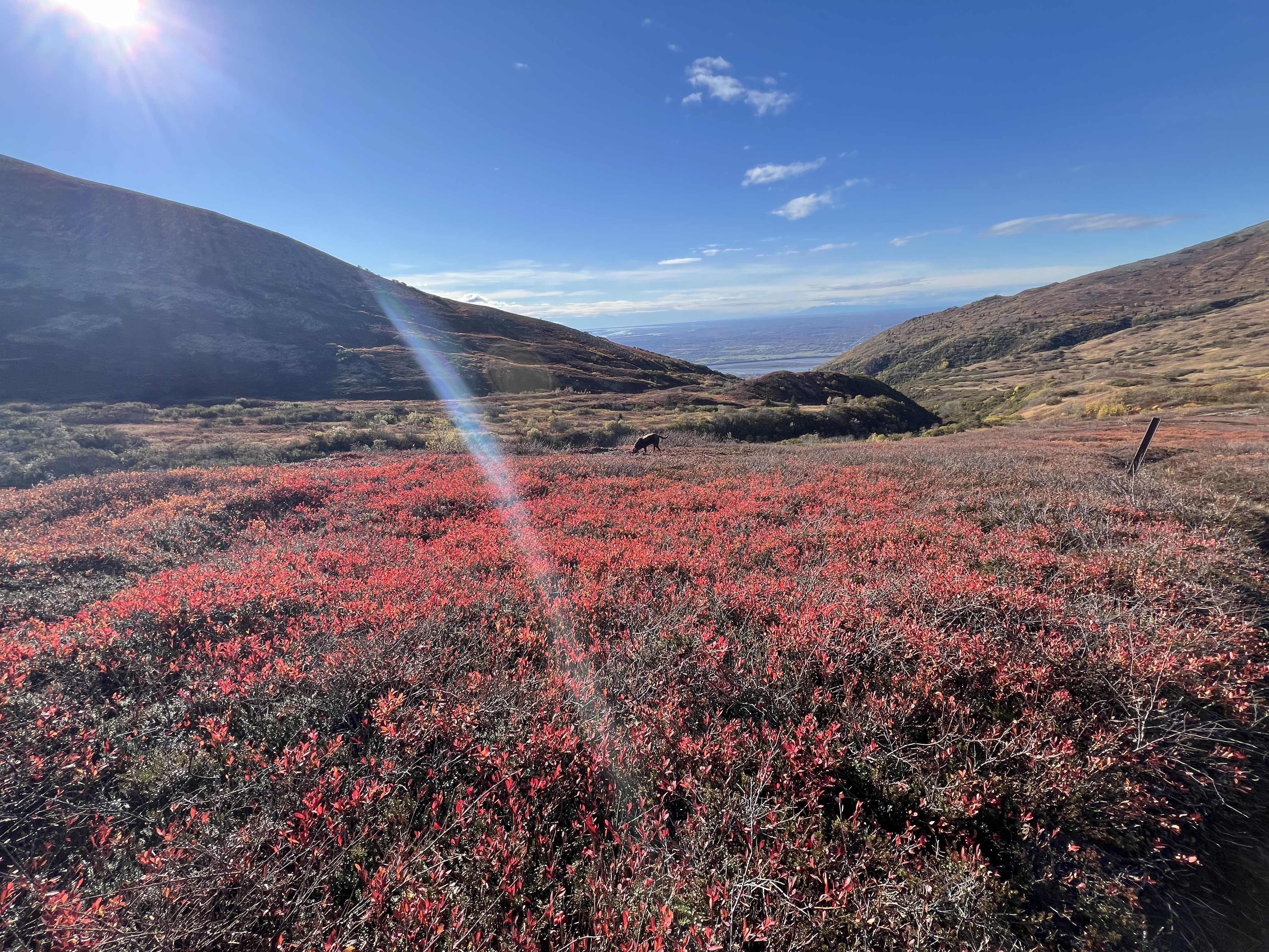 Field of vibrant red plants