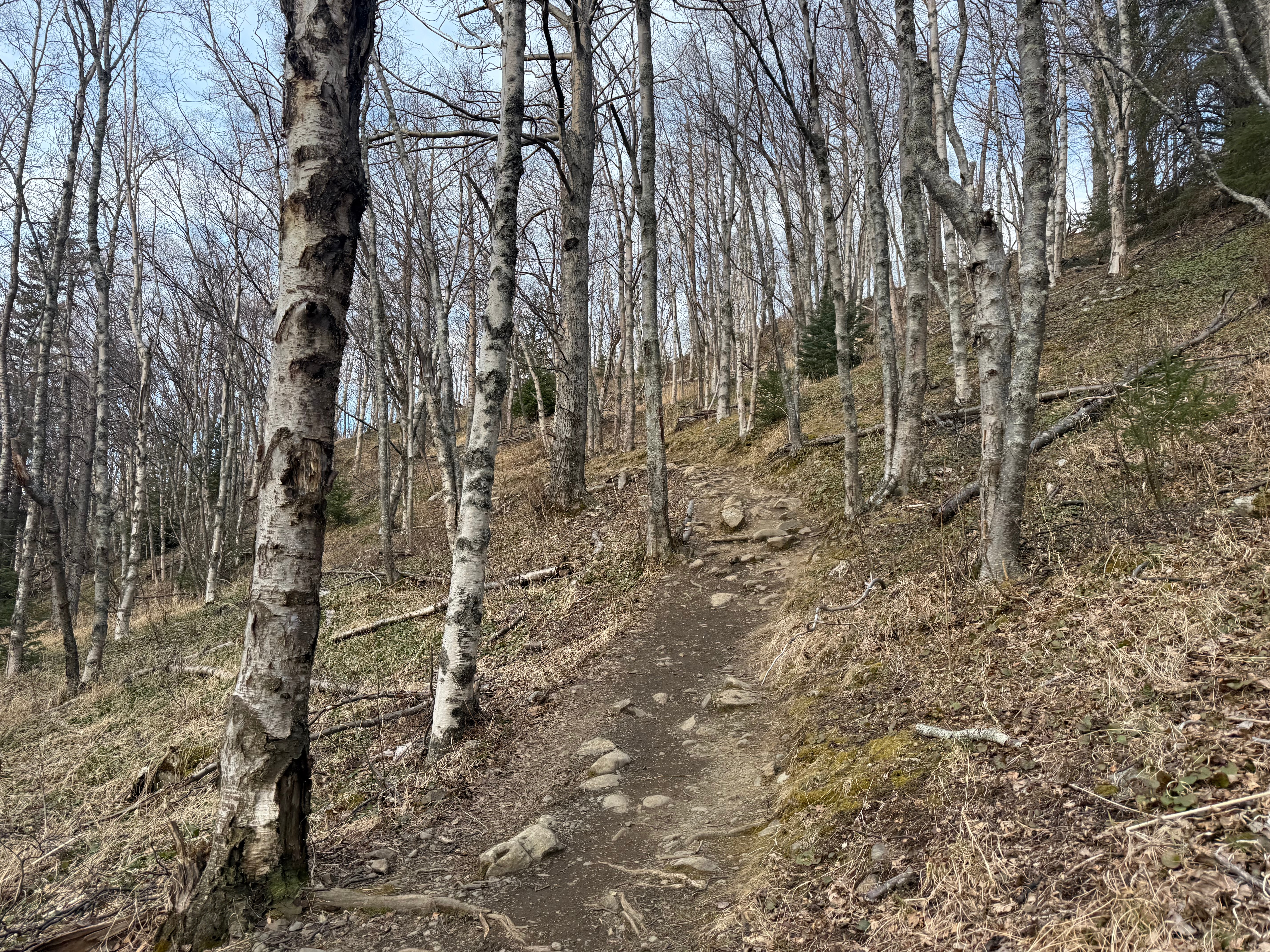 A rocky dirt path weaves through leafless tress while climbing uphill