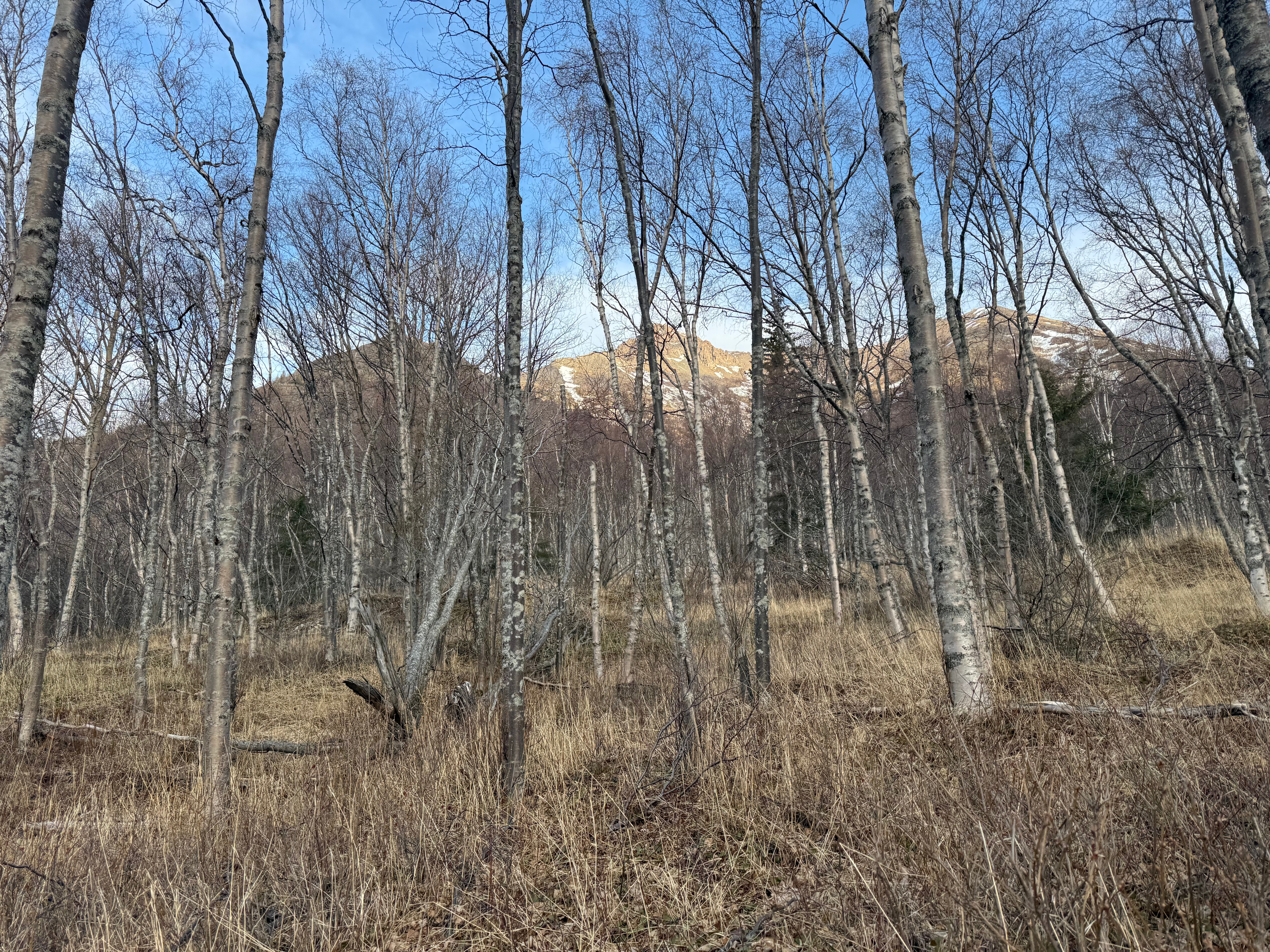 Rainbow Peak rises high above, seen through a forest with leafless trees