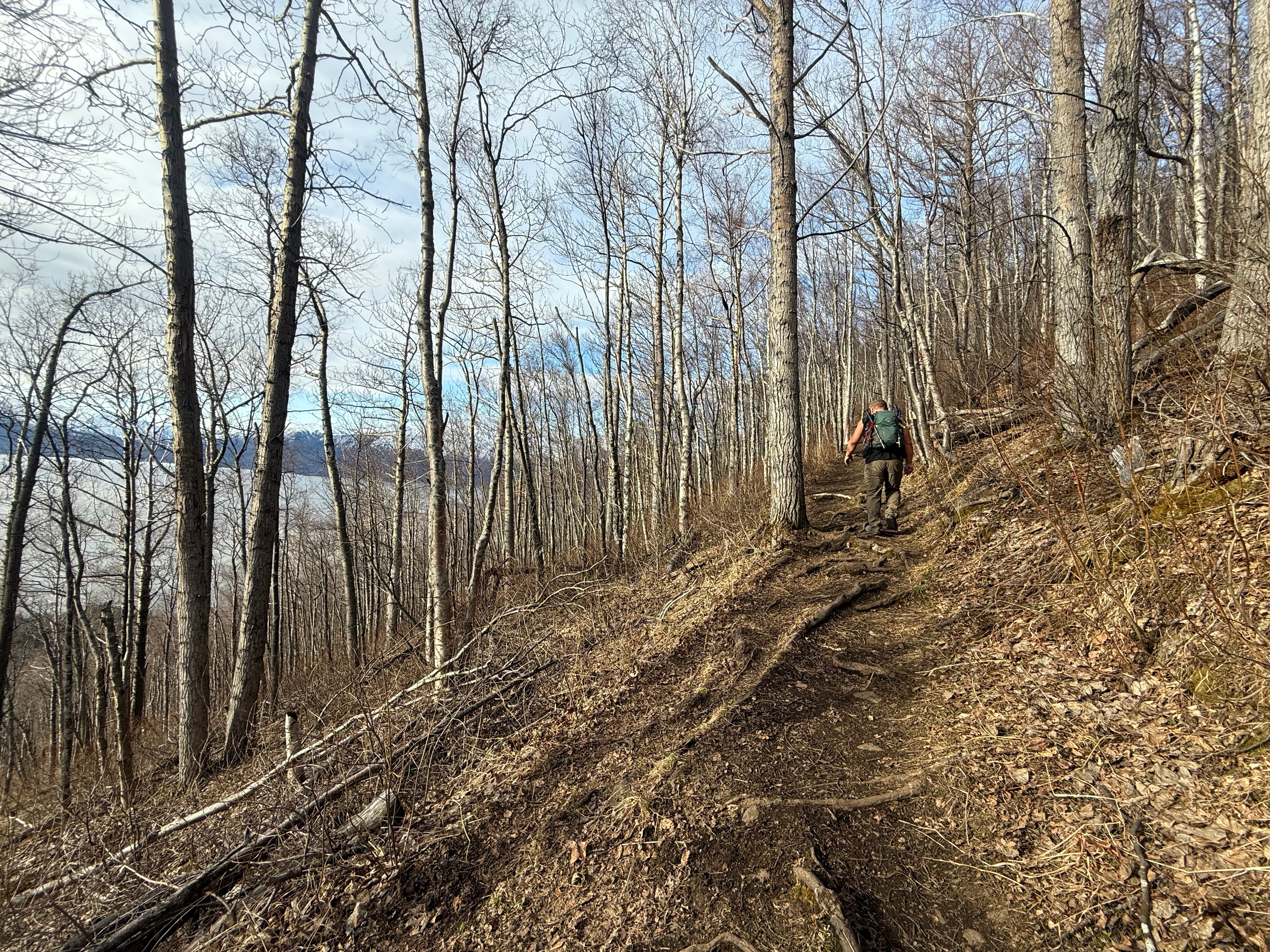A hiker walks on a root strewn trail surrounded by leafless trees. The ocean is visible below and to the left