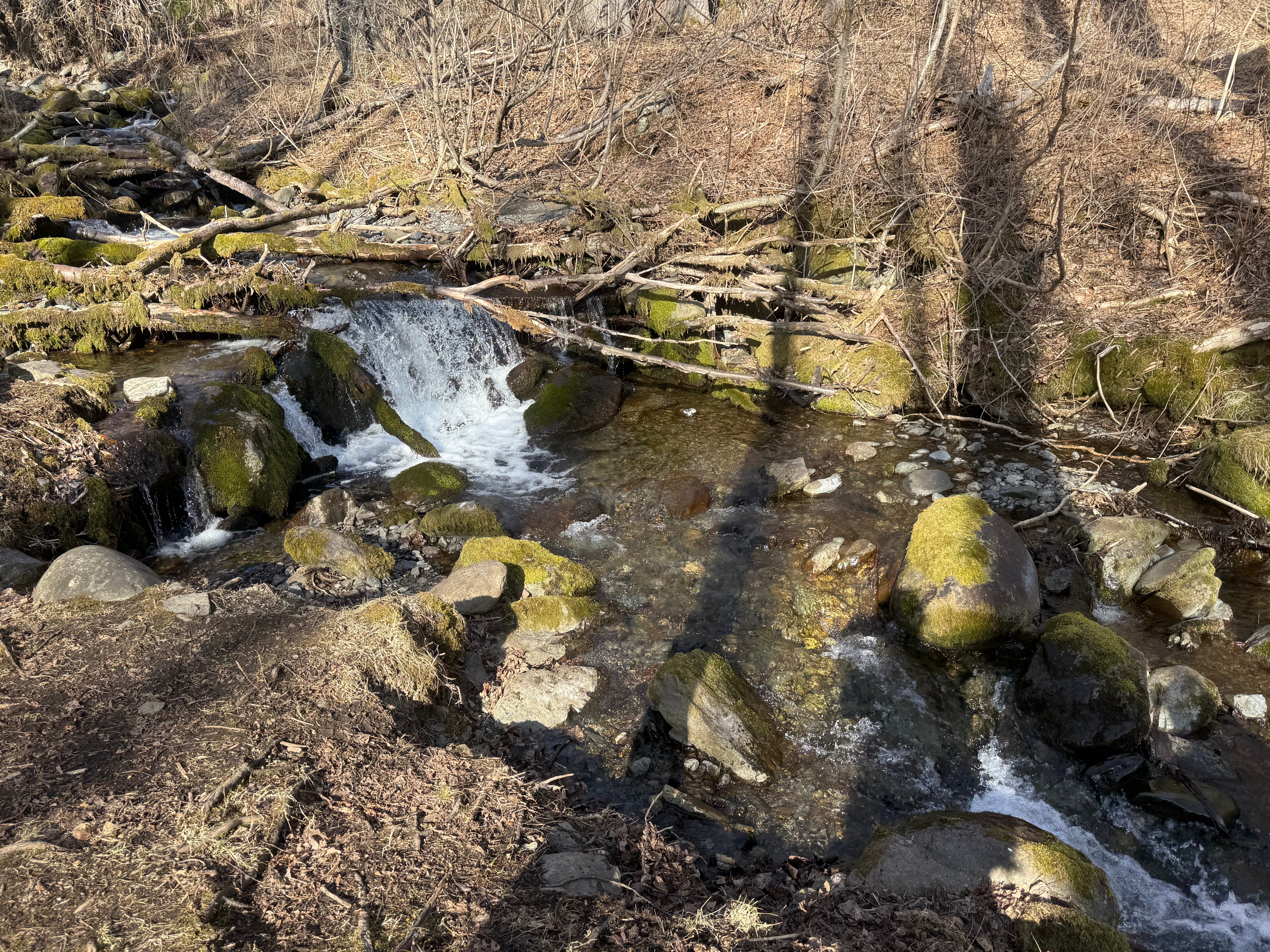 A small waterfall flows over downed trees and rocks. The moss is turning bright green, but the ground around is all brown and still dead.